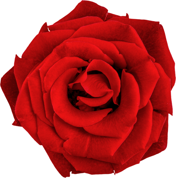 Head of Red Rose - Isolated